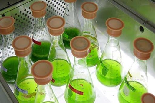 انرژی تولید شده از جلبک های زنده با کمک فناوری نانو تقویت انرژی فراوری شده از جلبک های زنده با یاری فناوری نانو تقویت می شوند