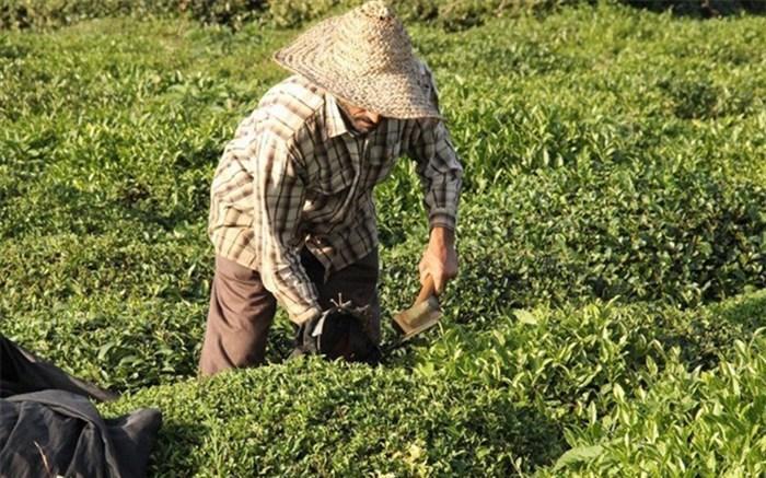 مطالبات چایکاران به زودی پرداخت خواهد شد مطالبات چایکاران به زودی پرداخت خواهد شد